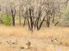 Photo d'avis client sur Aventures à Ranthambore - Safari animalier avec le Triangle d'Or - 7 jours 5