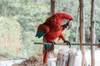 Jungle Adventure: Biking, Rafting, Hiking & Zipline to Machu Picchu (4D/3N) customer review photo 4