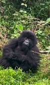 Experience Rwanda Gorillas & Chimps  Trekking Tour (Exclusively Private) customer review photo 2