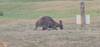 Photo d'avis client sur Circuit de 4 jours en Tasmanie sauvage 4