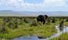 5 days Kenya and Tanzania best combined Safari customer review photo 6