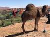 Photo d'avis client sur La magie du Maroc - 9 jours au départ de Casablanca 5