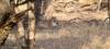 Ranthambore Wildtier-Erlebnisreise von Delhi mit Safari-Fahrten Foto von Kundenbewertung 2