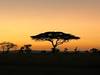 Photo d'avis client sur Le safari du sud 2