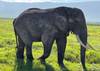 Photo d'avis client sur Le safari du sud 5