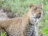 Photo d'avis client sur Le safari du sud 6