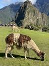 Photo d'avis client sur Chemin de l'Inca Express (5 destinations) 1