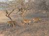 Photo d'avis client sur Circuit du Triangle d'Or avec Ranthambore 4