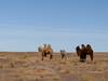 Photo d'avis client sur Trésors de Mongolie - Oct- May 2