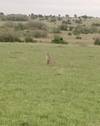 Photo d'avis client sur Safari de 3 jours dans le Masai Mara 2
