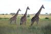 Kenya AND Tanzania Classic Safari – Two Birds with One Stone **Sustainable Approach to Travel customer review photo 3