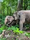 Photo d'avis client sur L'expérience de l'éléphant en Thaïlande : Protection des animaux, conservation et Trek dans la jungle 2