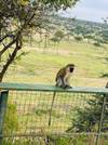Photo d'avis client sur 6 jours de safari dans le meilleur de la Tanzanie. - 4x4 programmé en groupe 1