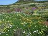 Photo d'avis client sur Circuit des fleurs du Namaqualand 2