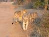 3-Day Kruger National Park Big 5 Glamping Safari customer review photo 1