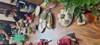 Photo d'avis client sur Cours de cuisine en petit groupe avec visite du marché : Cueillette gratuite, livre de recettes, vin à volonté et bien plus encore ! 5