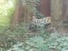 Photo d'avis client sur Triangle d'or avec les tigres et le Gange - Varanasi 10 jours 1
