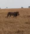 Photo d'avis client sur Safari classique Big Five en Tanzanie **Approche de voyage durable 1