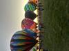Albuquerque Balloon Fiesta 2026 | Tours of Distinction customer review photo 4