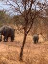 Photo d'avis client sur 5 jours Rwanda Safari singes dorés, Big 5 et grands félins (Exclusivement privé) 1