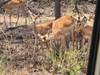Photo d'avis client sur 5 jours Rwanda Safari singes dorés, Big 5 et grands félins (Exclusivement privé) 2