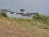 Photo d'avis client sur 5 jours Rwanda Safari singes dorés, Big 5 et grands félins (Exclusivement privé) 3