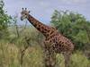Photo d'avis client sur 5 jours Rwanda Safari singes dorés, Big 5 et grands félins (Exclusivement privé) 4