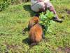 Photo d'avis client sur 5 jours Rwanda Safari singes dorés, Big 5 et grands félins (Exclusivement privé) 5