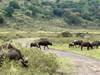 Big Five Classic Safari in Tanzania **Sustainable Approach to Travel customer review photo 4