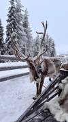 foto de reseña de cliente de Diversión invernal en la Laponia finlandesa 5