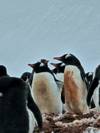 Photo d'avis client sur Antarctique classique 2