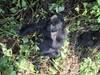 Nairobi To Kigali (13 Days) Gorillas & Gameparks customer review photo 5