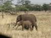 Photo d'avis client sur Kenya et Tanzanie, le volet 1