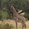 Serengeti Safari - (PRIVATE TRIP) customer review photo 1