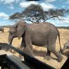 Serengeti Safari - (PRIVATE TRIP) customer review photo 3