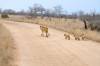 Photo d'avis client sur Parc national Kruger 3D/2N 2