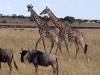 Serengeti Safari - (PRIVATE TRIP) customer review photo 2