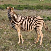 Avontuur op de Tuinroute - 4 dagen: foto van de reiziger #3