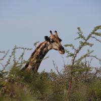 6 Day Dunes & Wildlife Accommodated Safari traveler photo #2