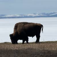 Yellowstone & Grand Teton Abenteuerreise - 4 Tage Reise-Foto #3