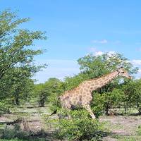 Sossusvlei, Swakopmund & Etosha (Camping) - 7 Days traveler photo #3