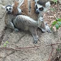 Madagaskar Abenteuer Reise-Foto #1