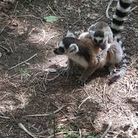 Madagaskar Abenteuer Reise-Foto #3