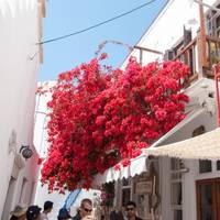 Photo de voyageur Athènes, Mykonos et Santorin #2