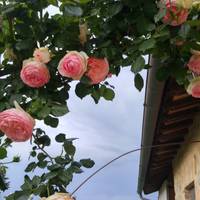 Carreteras rurales de Toscana e Italia central (Clásico): foto del viajero #1