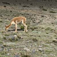 Ontdek Ecuador rondreis 17 dagen: foto van de reiziger #2