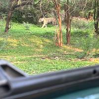 Photo de voyageur Aventures à Ranthambore - Safari animalier avec le Triangle d