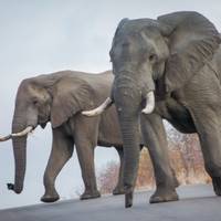 Safari definitivo a los 5 grandes del parque Kruger: foto del viajero #2