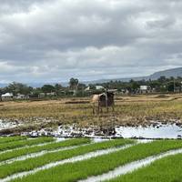 5 días, acampada en grupo económico con 2 noches en el Serengeti Safari en Tanzania: foto del viajero #1