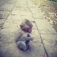 Wanderlands Bali - 8 Days traveler photo #1